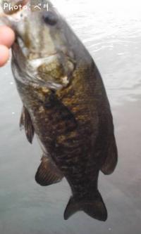 ���⡼��ޥ����Х�