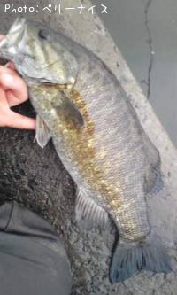 ���⡼��ޥ����Х�