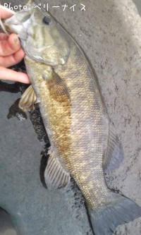 ���⡼��ޥ����Х�