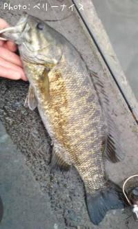 ���⡼��ޥ����Х�