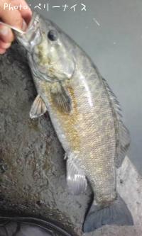 ���⡼��ޥ����Х�