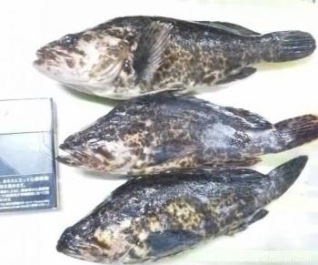 �����Υ���Х�