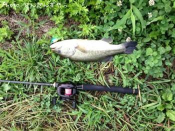 �֥�å��Х�