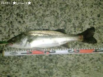 �����Х�