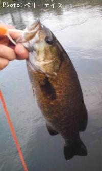 ���⡼��ޥ����Х�