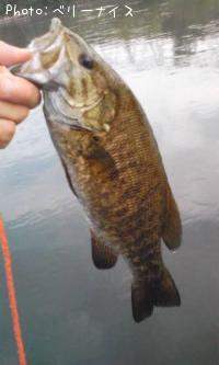 ���⡼��ޥ����Х�