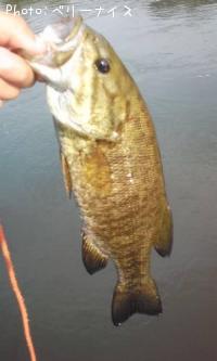 ���⡼��ޥ����Х�