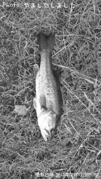 ¥Ö¥é¥Ã¥¯¥Ð¥¹