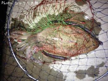 ��󥴥�����