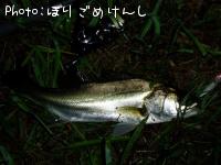 ¥·¡¼¥Ð¥¹