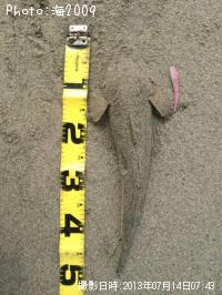 ¥Þ¥´¥Á
