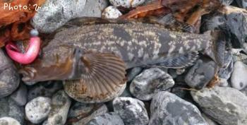 �����ʥ�