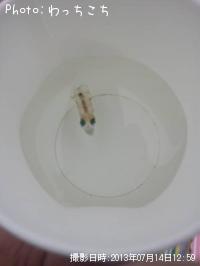 �����ꥤ��