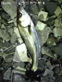 �����Х�