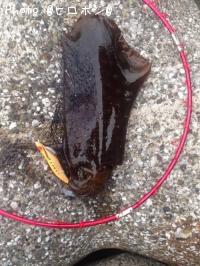 �����ꥤ��