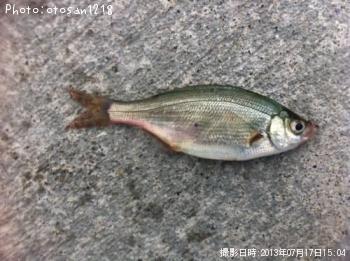 ���ߥ��ʥ�