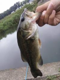 �֥�å��Х�