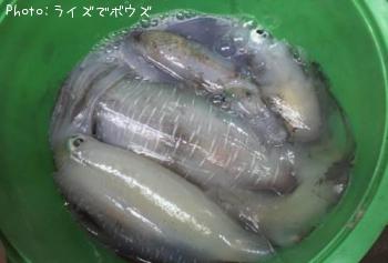 �����ꥤ��