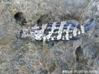 ¥·¥â¥Õ¥ê¥Ï¥¿