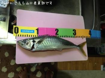 �ޥ륢��