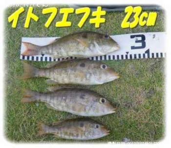 ���ȥե��ե�