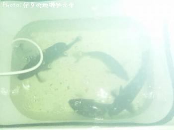 �����᥸��