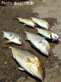 ���祴�ʥ���ѥ���