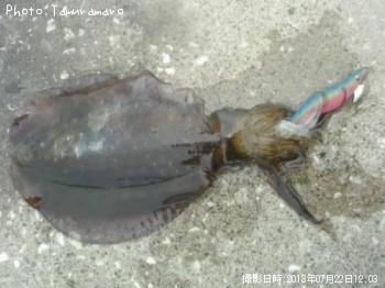 �����ꥤ��