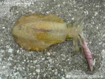 �����ꥤ��