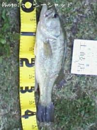 �֥�å��Х�