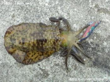 �����ꥤ��