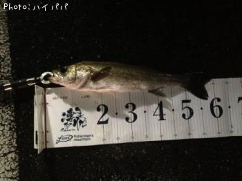 �����Х�