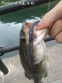 �֥�å��Х�