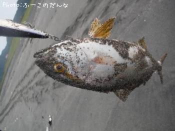 ÀÄʪ