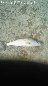 �����Х�