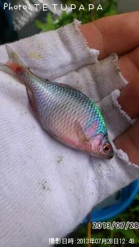 ��Φ�Х饿�ʥ�