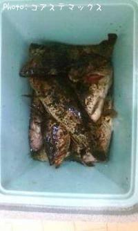 ¥¿¥±¥Î¥³¥á¥Ð¥ë