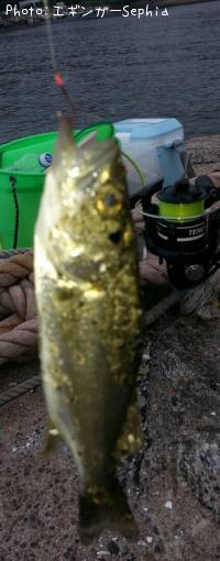 �����Х����ʥ�������