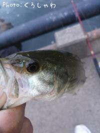 �֥�å��Х�