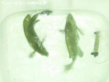 ¸ýÂÀ¥á¥¸¥Ê