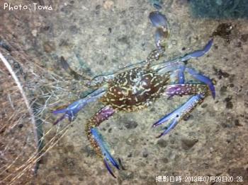 ������󥬥���