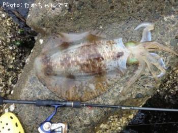 ¥¢¥ª¥ê¥¤¥«