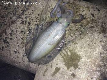 �����ꥤ��