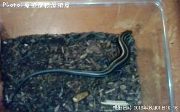 ¥È¥«¥²¡Ê¾Ð¡Ë