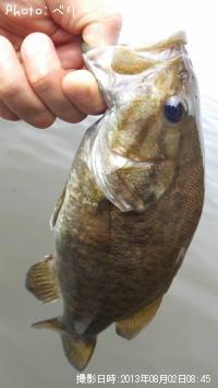 ���⡼��ޥ����Х�