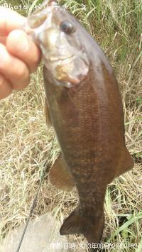 ���⡼��ޥ����Х�