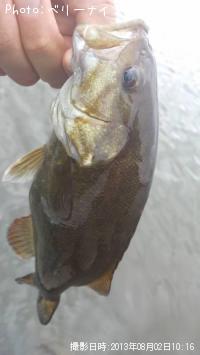 ���⡼��ޥ����Х�