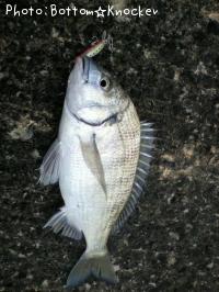 ¥ß¥Ê¥ß¥¯¥í¥À¥¤