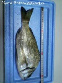 ¥ß¥Ê¥ß¥¯¥í¥À¥¤