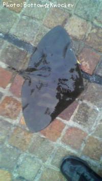 ¥Ä¥Ð¥¯¥í¥¨¥¤